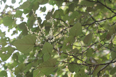 Mallotus tetracoccus